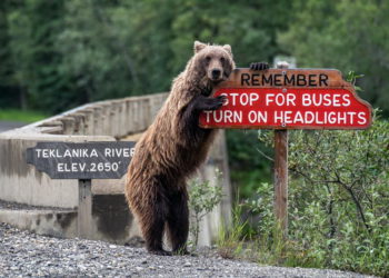 Фото “братьев меньших”, которые сделают ваш день