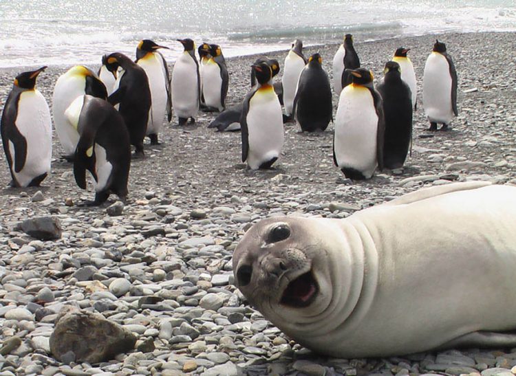 Funny and Fur-tastic: The Most Amusing Animals You'll Ever See