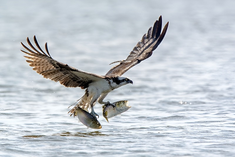 In the Blink of an Eye: Stunning Moments in the Animal World