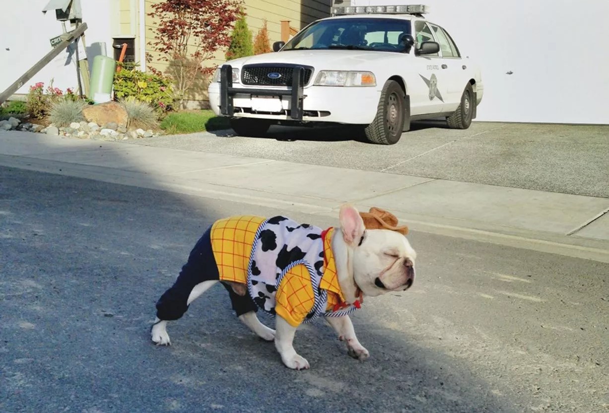 Canine Comedy: Dogs Rocking Hilarious Costumes