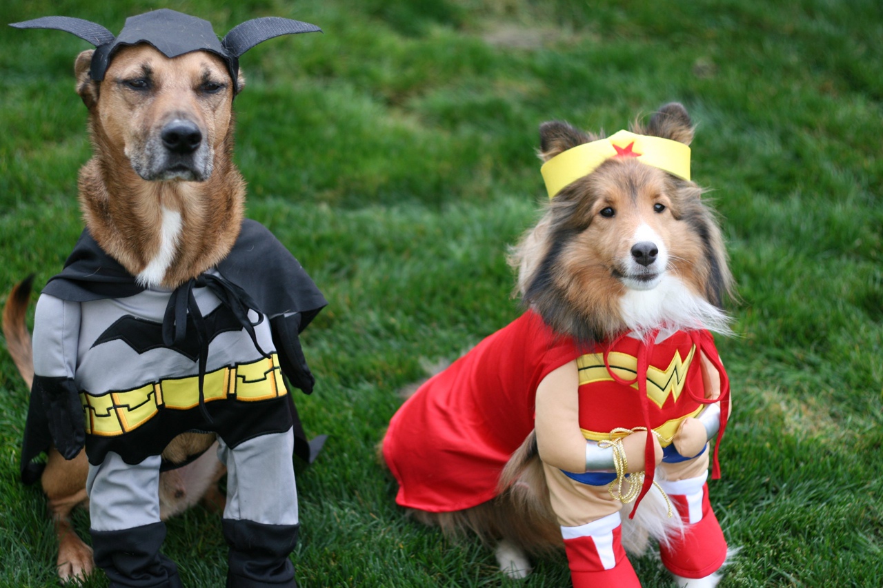 Canine Comedy: Dogs Rocking Hilarious Costumes