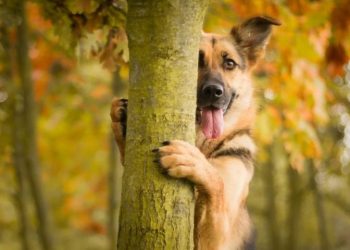 40 собак, которые думают, что они умеют играть в прятки