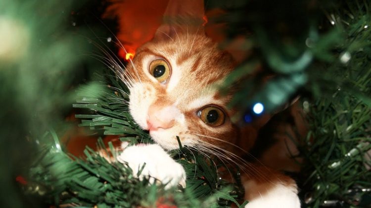 cat christmas