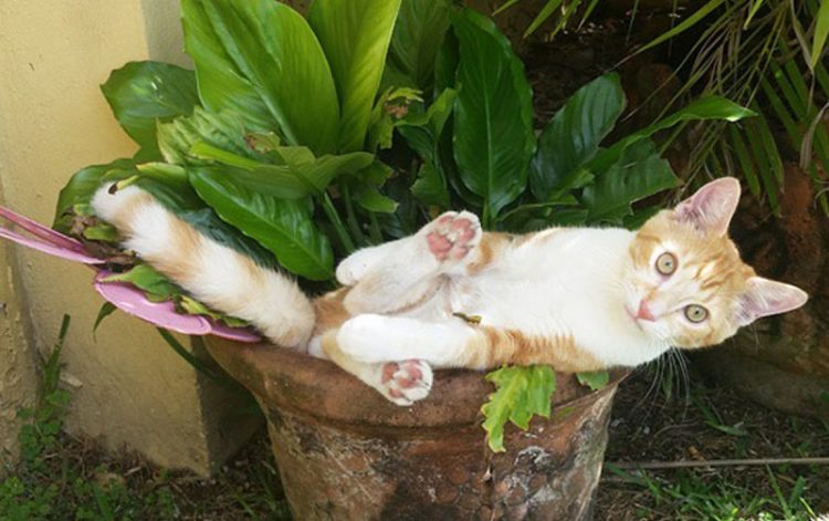 cat in flowerpot