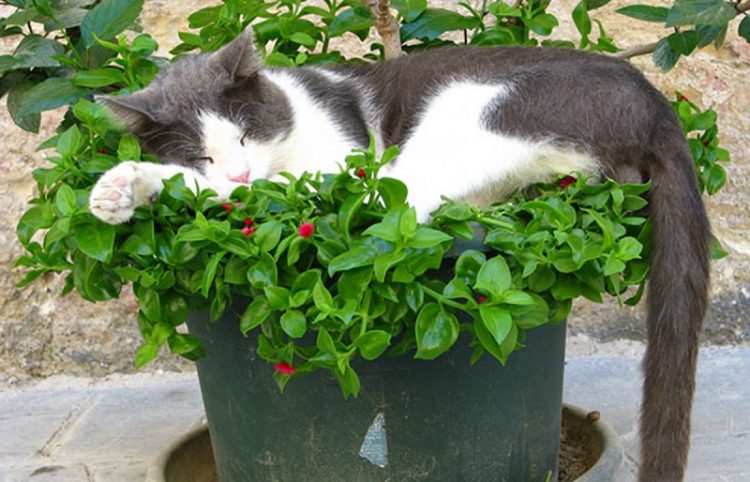 cat in flowerpot