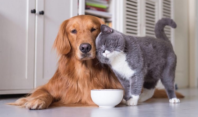 cat and dog