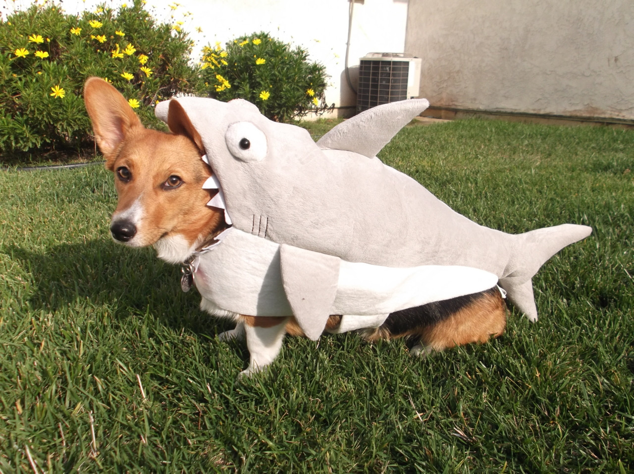 Canine Comedy: Dogs Rocking Hilarious Costumes