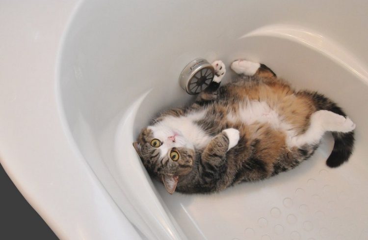 cat bath