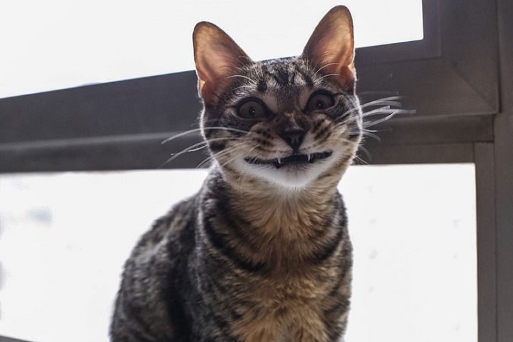 cat smile