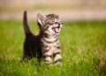 happy cat