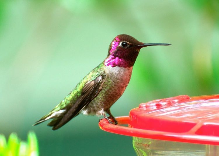 Самые красивые птицы на Земле: 30 фото