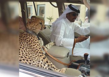 Подсмотрено в Дубае: 25 фото из уникального города