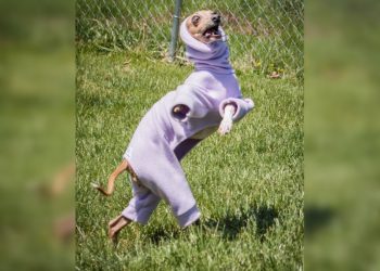 30 настолько артистичных питомцев, что им срочно нужен “Оскар”