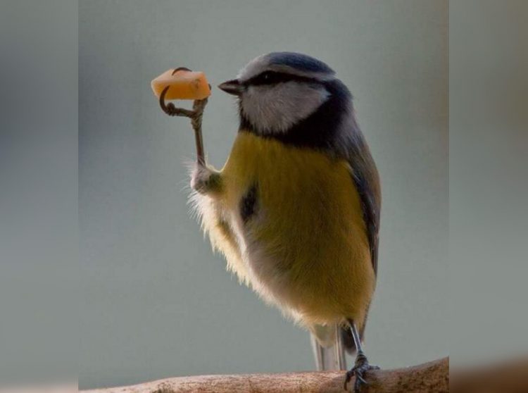 Incredibly Funny Photos of Birds