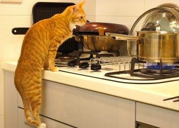 Зачем нужны коты в хозяйстве: 50 убедительных фотообъяснений