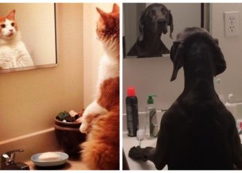 Сложные и смешные отношения животных с зеркалами, 40 фото