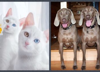 животные-близнецы