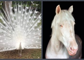 животные альбиносы