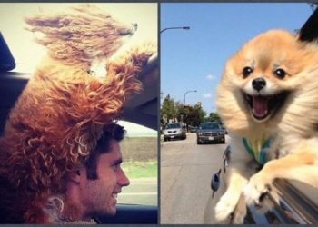 собаки-попутчики