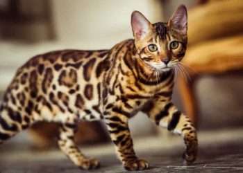 Выбираем питомца по знаку зодиака: какое животное подойдет вам лучше всего