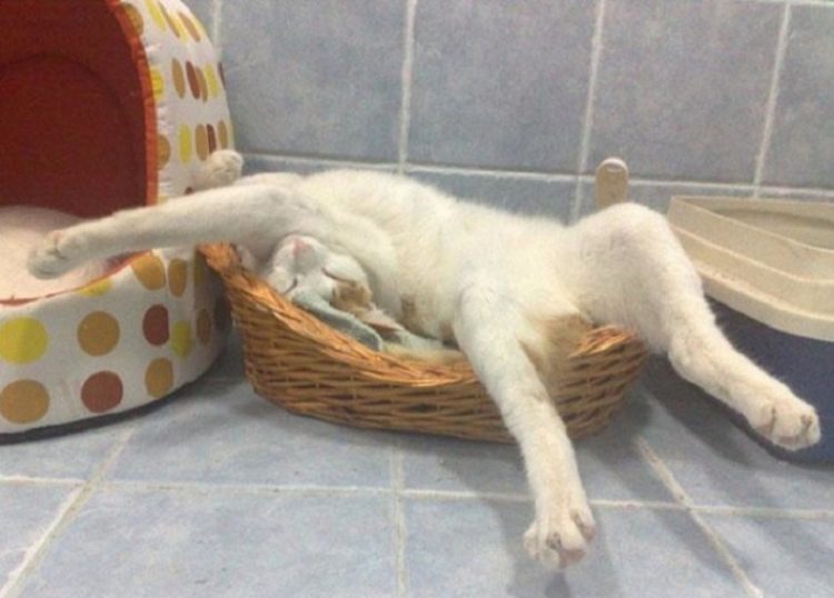 relaxed cat