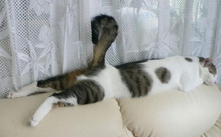 relaxed cat