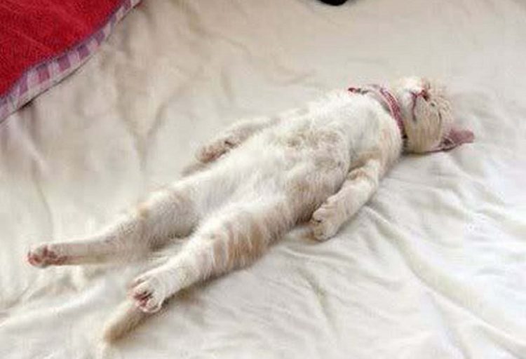 relaxed cat