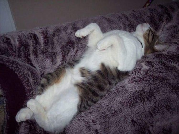 relaxed cat