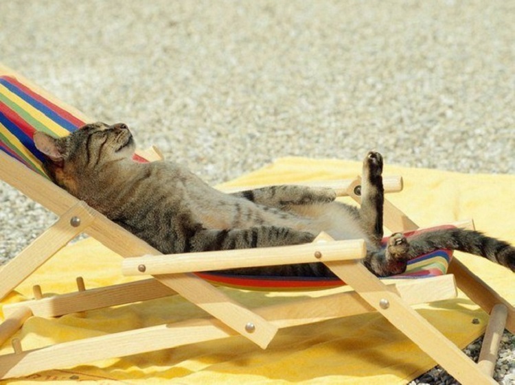 relaxed cat