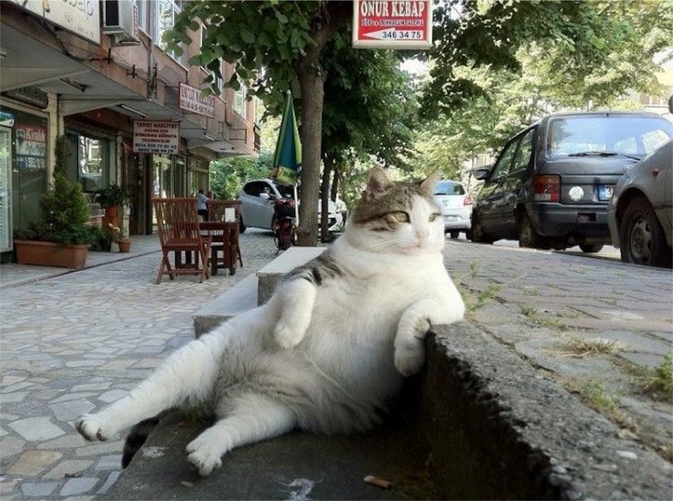 relaxed cat