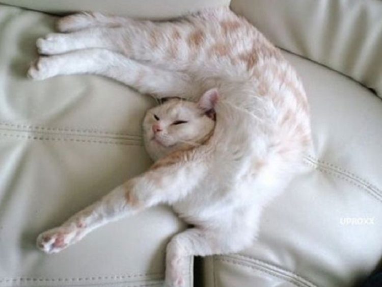 relaxed cat