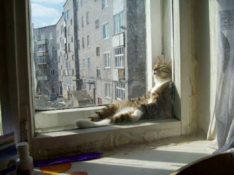 relaxed cat