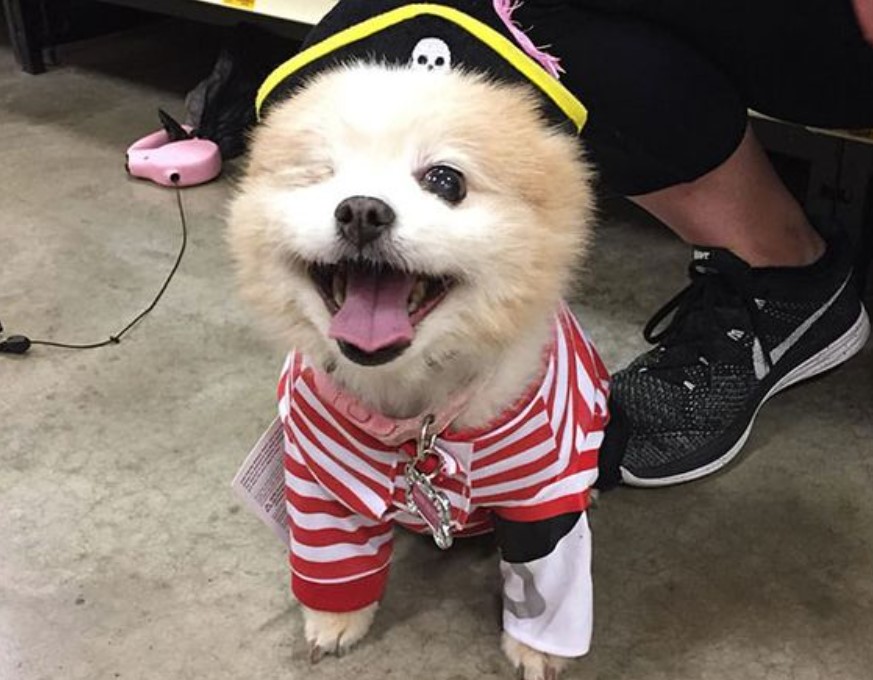 Canine Comedy: Dogs Rocking Hilarious Costumes