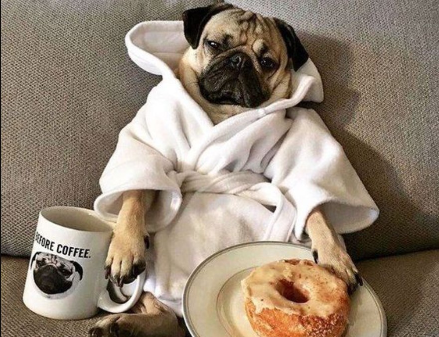 Canine Comedy Dogs Rocking Hilarious Costumes SmiFresh