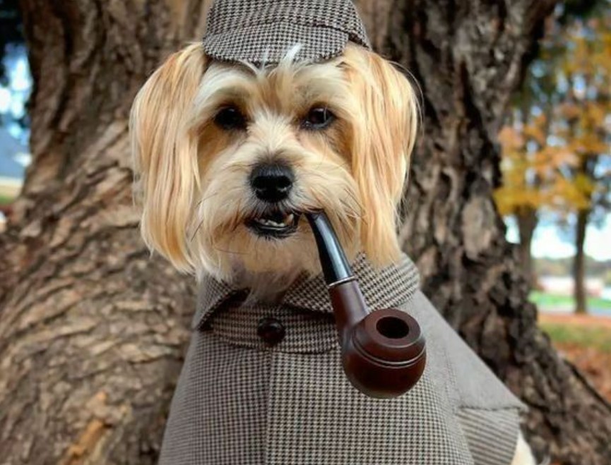 Canine Comedy: Dogs Rocking Hilarious Costumes