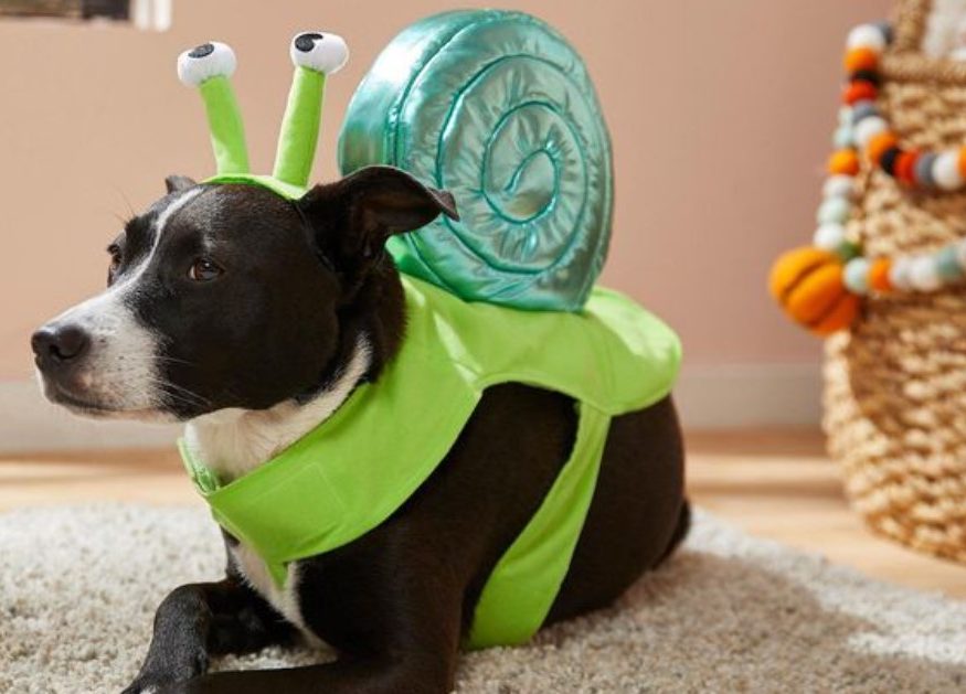 Canine Comedy: Dogs Rocking Hilarious Costumes