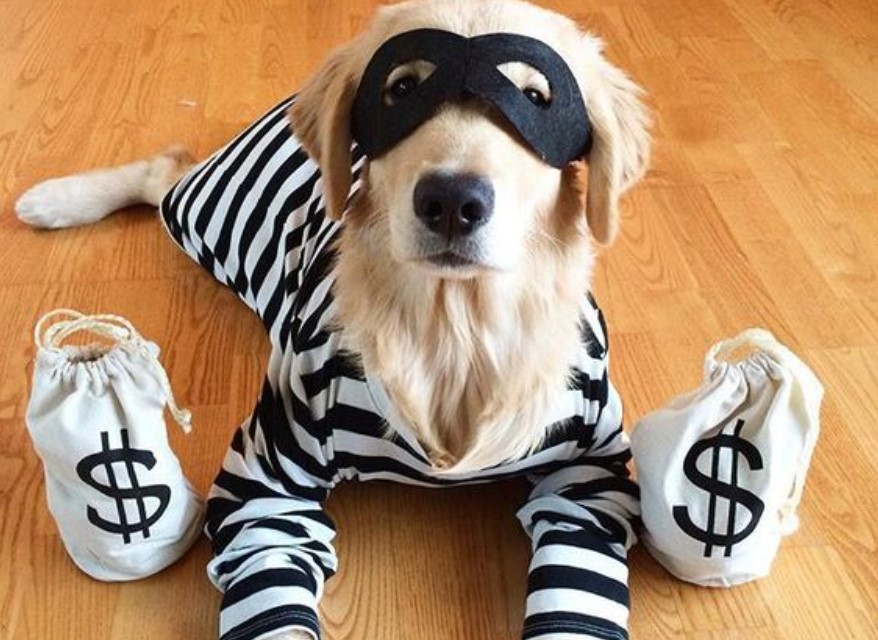 Canine Comedy: Dogs Rocking Hilarious Costumes