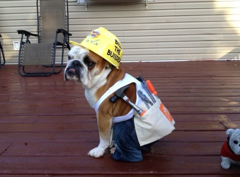 Canine Comedy: Dogs Rocking Hilarious Costumes