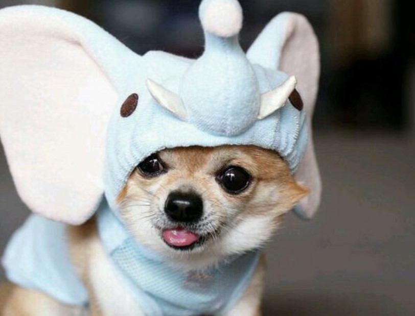 Canine Comedy: Dogs Rocking Hilarious Costumes