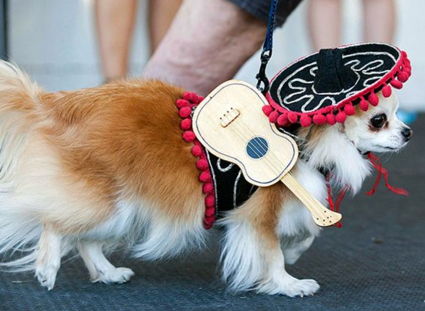 Canine Comedy: Dogs Rocking Hilarious Costumes