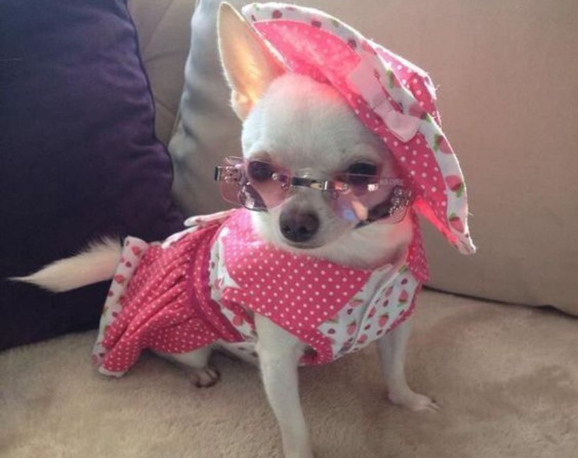 Canine Comedy: Dogs Rocking Hilarious Costumes