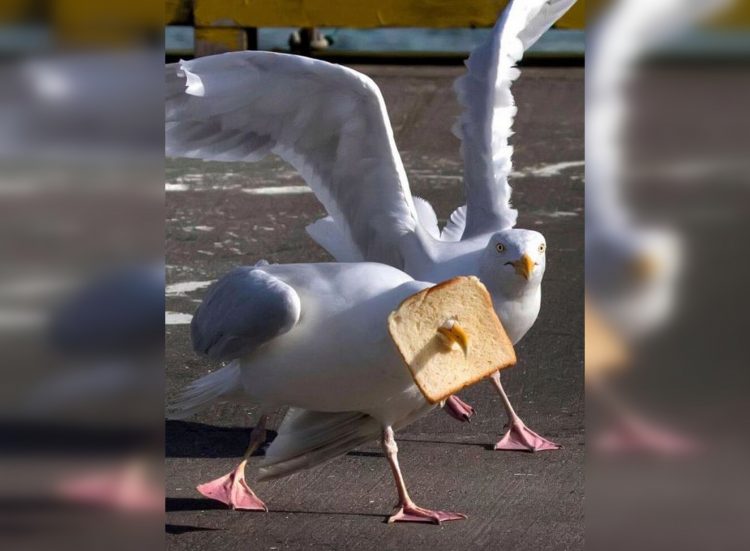 Incredibly Funny Photos of Birds