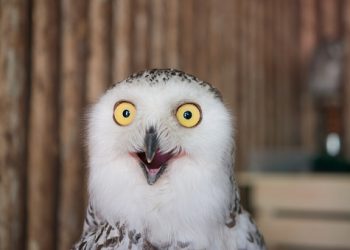 Incredibly Funny Photos of Birds