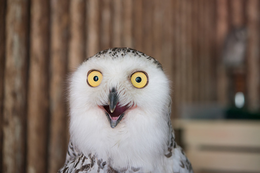 Incredibly Funny Photos of Birds