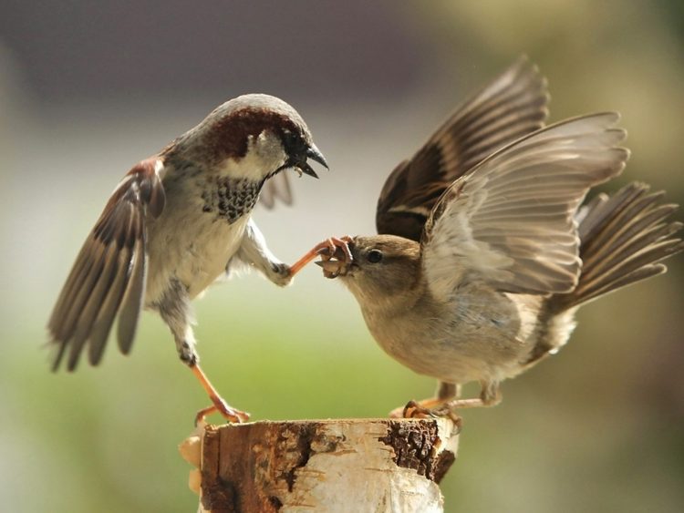 Incredibly Funny Photos of Birds