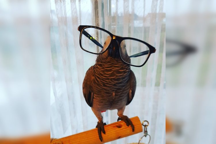 Incredibly Funny Photos of Birds