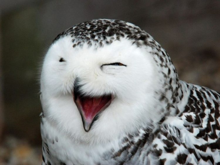 Incredibly Funny Photos of Birds