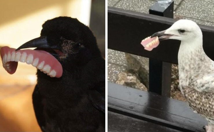 Incredibly Funny Photos of Birds