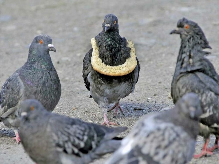 Incredibly Funny Photos of Birds