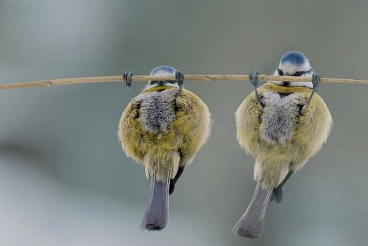 Incredibly Funny Photos of Birds